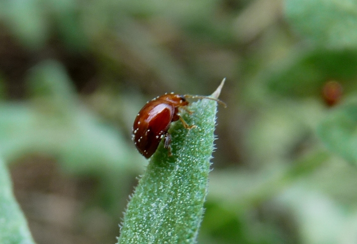Alticino? Sphareroderma rubidum